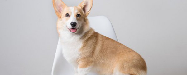 狗狗鸡肝吃多了会怎样