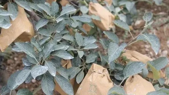 苹果树套袋后施什么化肥好