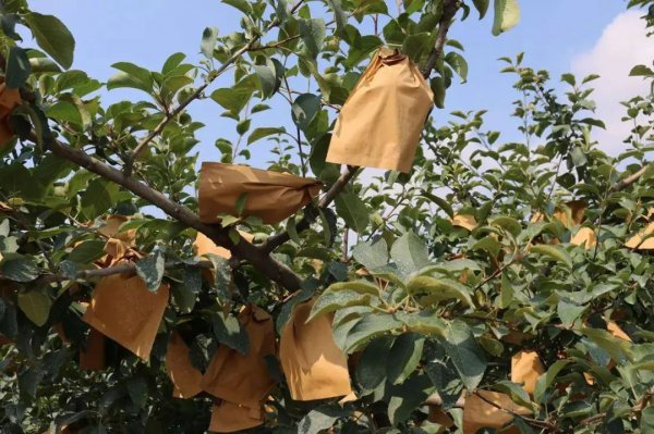 苹果树套袋后施什么化肥好