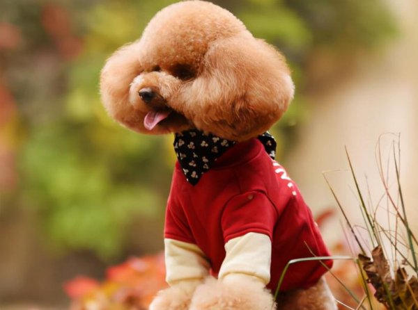 又便宜养起来又不费钱的狗