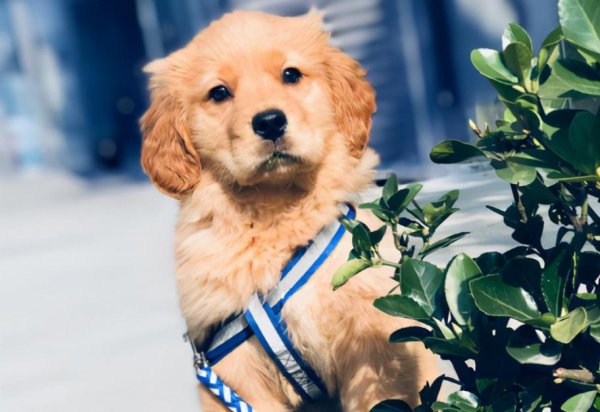 又便宜养起来又不费钱的狗