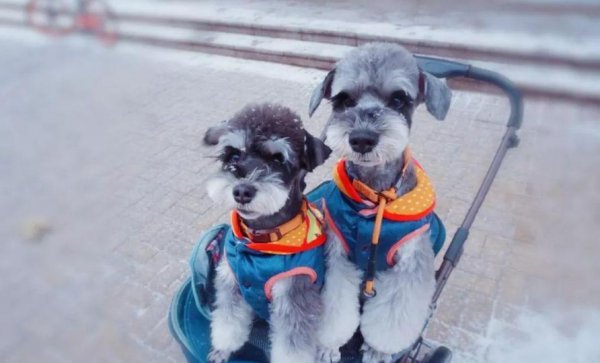 又便宜养起来又不费钱的狗