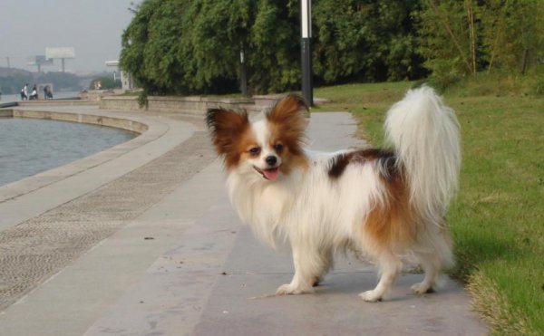 又便宜养起来又不费钱的狗