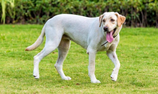 又便宜养起来又不费钱的狗