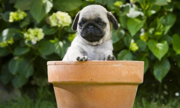 又便宜养起来又不费钱的狗