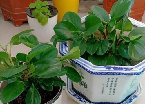 家里养绿植的风水禁忌