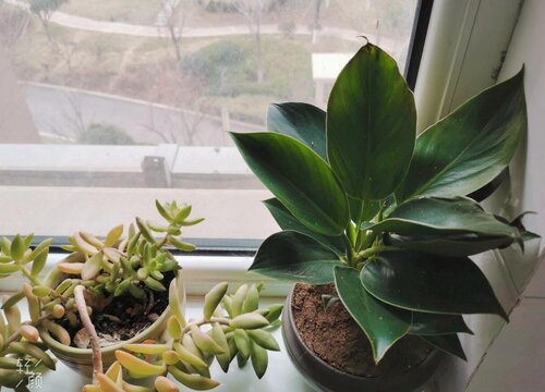 家里养绿植的风水禁忌