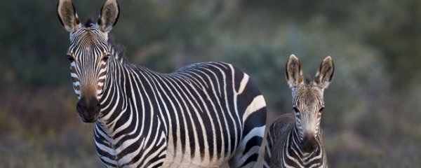 斑马吃什么东西