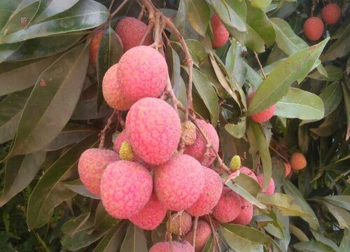 海南盛产什么水果有名