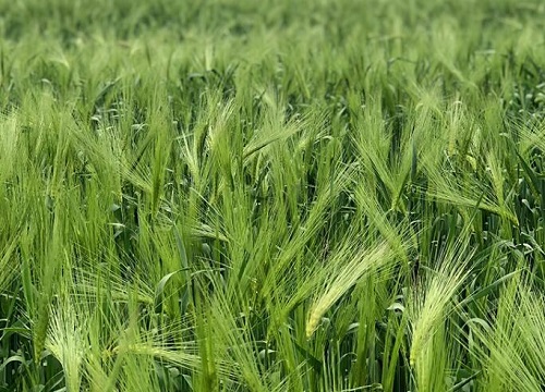 青稞和小麦的区别