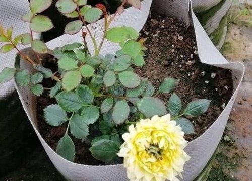 盆栽月季的养殖方法和注意事项