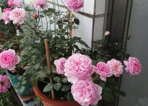 盆栽月季的养殖方法和注意事项