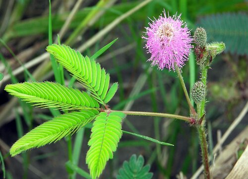 含羞草是植物吗