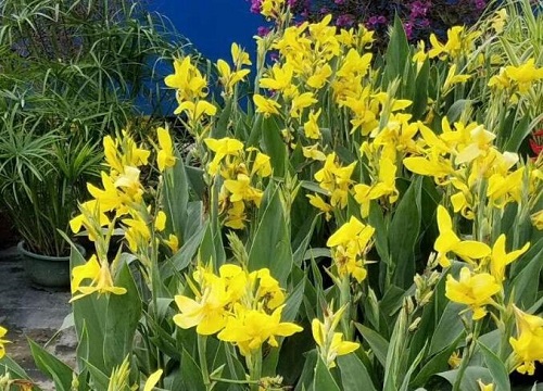 美人蕉可以水培吗