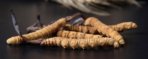 虫草暂时不吃怎么保存的