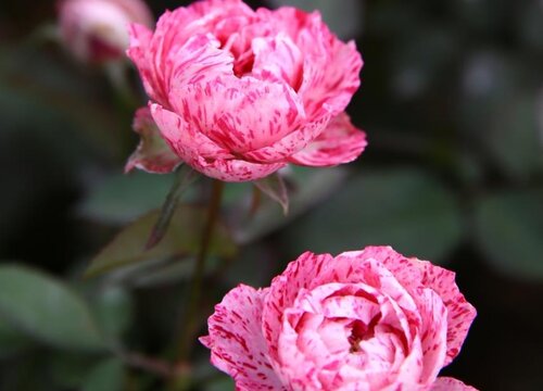 养花不可缺失的元素