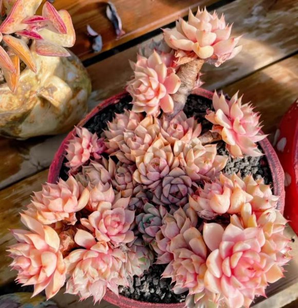 比较高档的多肉品种名称