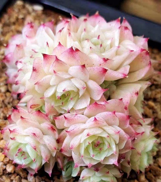 比较高档的多肉品种名称