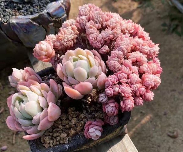 比较高档的多肉品种名称