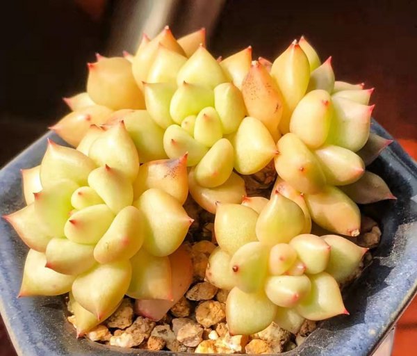 比较高档的多肉品种名称