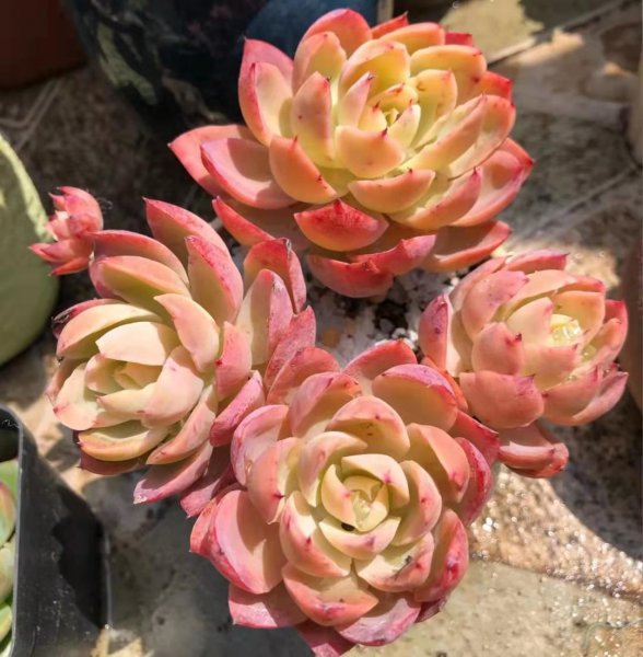 比较高档的多肉品种名称