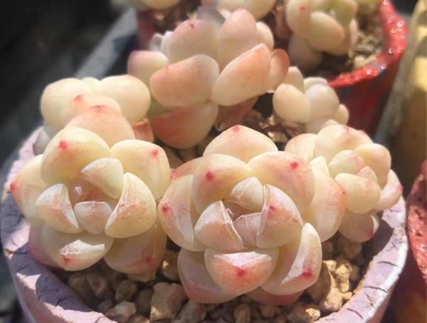 比较高档的多肉品种名称