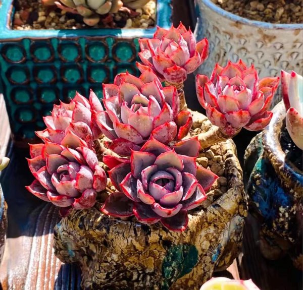 比较高档的多肉品种名称