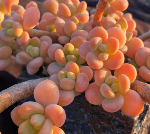 比较高档的多肉品种名称