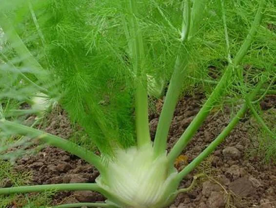 茴香几月份种植最好