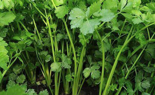 芹菜叶子出现铁锈斑点什么原因