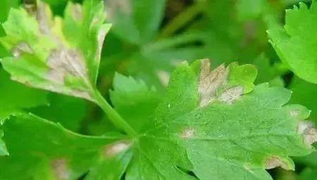 芹菜叶子出现铁锈斑点什么原因