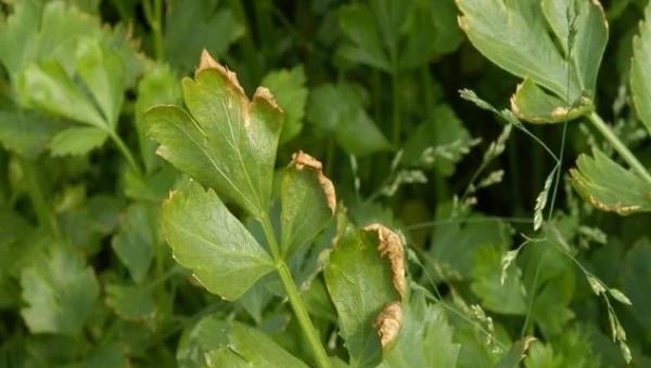 芹菜叶子出现铁锈斑点什么原因