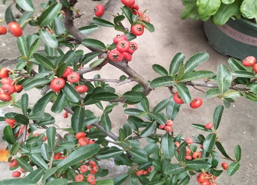 火棘果的功效与作用