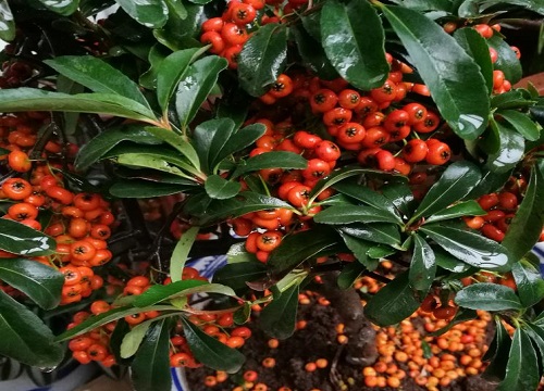 火棘果的功效与作用