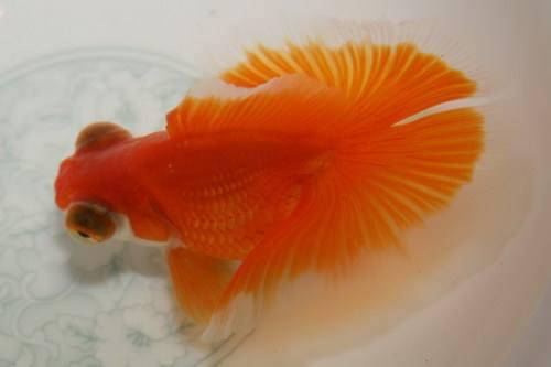 金鱼对主人有感情吗