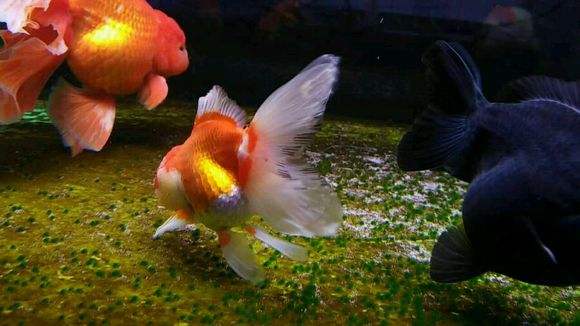 金鱼对主人有感情吗