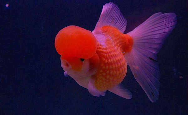 金鱼对主人有感情吗