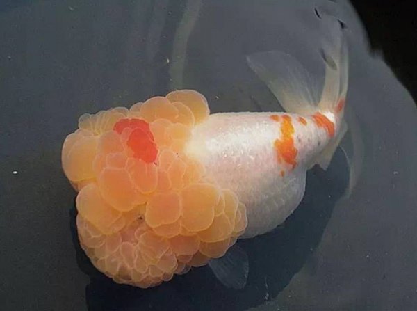 金鱼对主人有感情吗