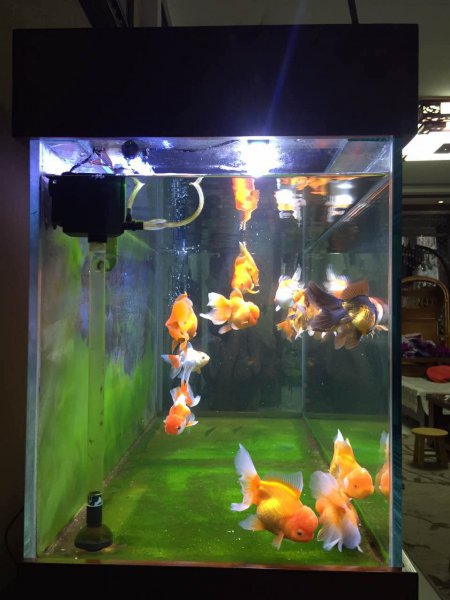 金鱼对主人有感情吗