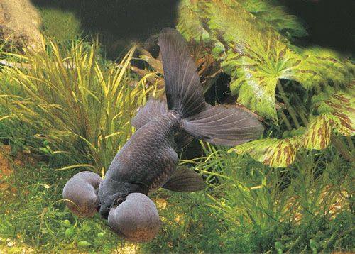 金鱼对主人有感情吗