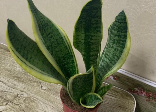 如何才能养好虎皮兰