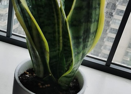 如何才能养好虎皮兰