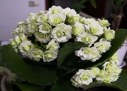 怎样让长寿花多长花苞、花开爆盆