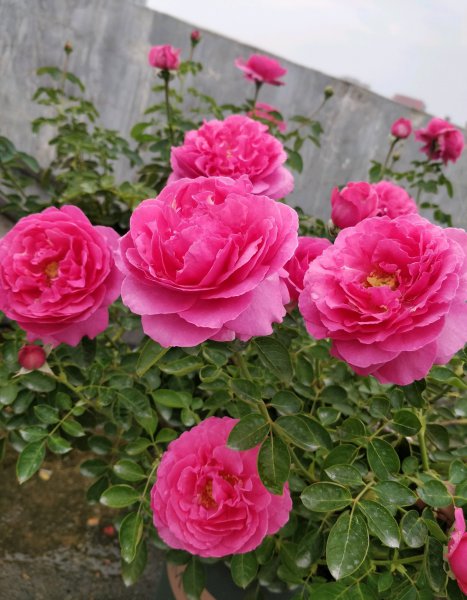 伊芙伯爵月季优缺点