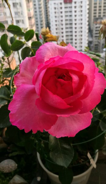 伊芙伯爵月季优缺点