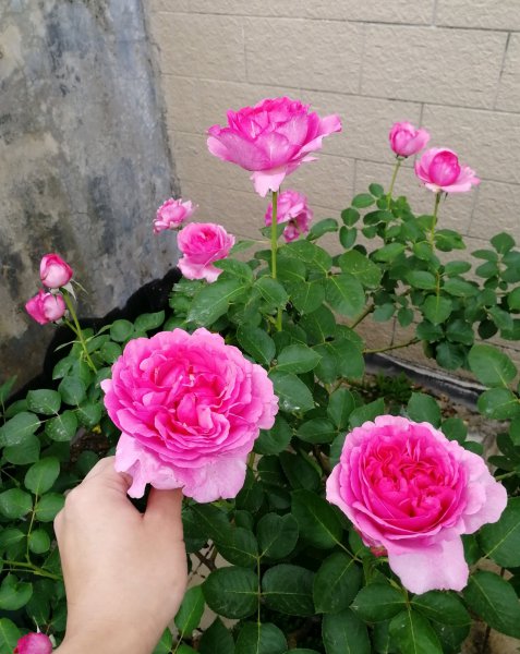 伊芙伯爵月季优缺点