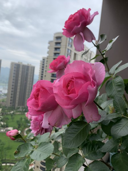 伊芙伯爵月季优缺点