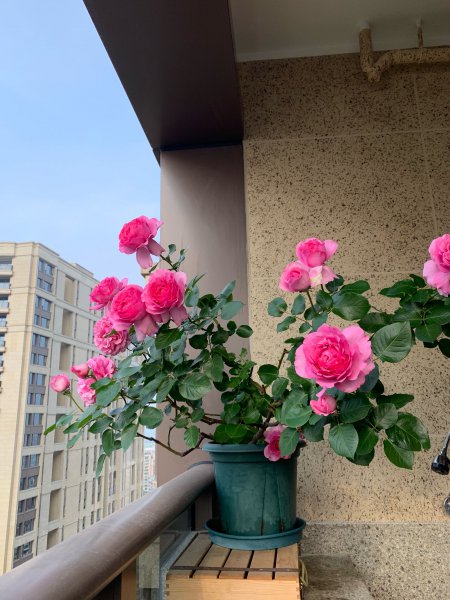 伊芙伯爵月季优缺点