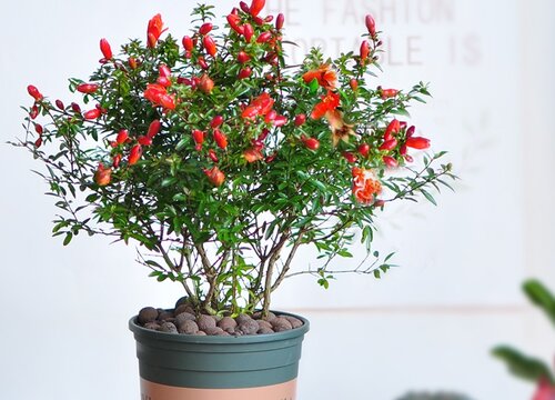 盆栽石榴树怎样修剪