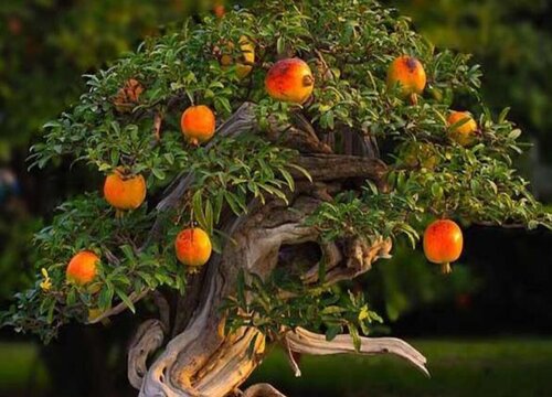 盆栽石榴树怎样修剪